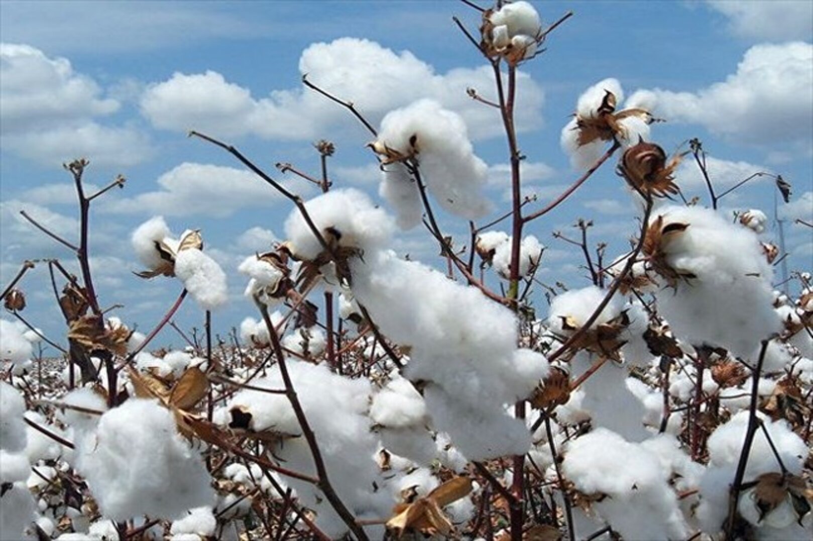 Cotton Sector: Government Establishes Agro-Industrial Zoning